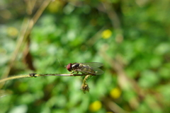 Parasyrphus punctulatus