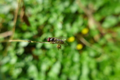 Parasyrphus punctulatus