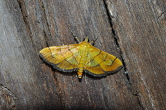 Orphanostigma haemorrhoidalis