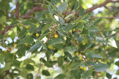 Celtis planchoniana