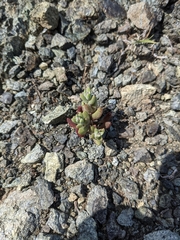 Dudleya blochmaniae blochmaniae