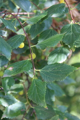 Celtis planchoniana