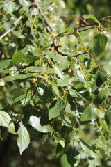 Celtis planchoniana