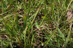 Allotruxalis gracilis