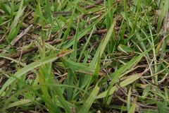 Allotruxalis gracilis