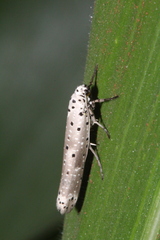 Yponomeuta fumigatus