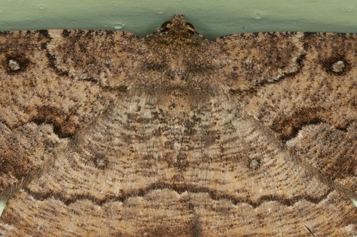 Brown evening moth photo 5