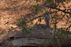 Cercotrichas quadrivirgata