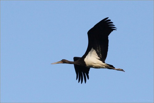 Black Stork, photo 8 of 10