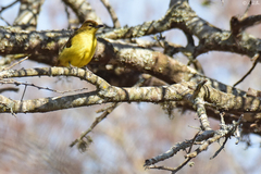 Chlorocichla flaviventris flaviventris