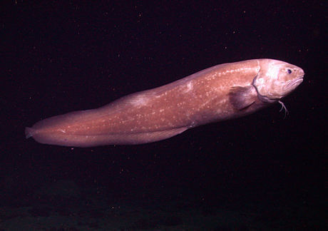 Spectrunculus