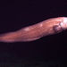 Giant Cusk-Eel - Photo NOAA/MBARI, no known copyright restrictions (public domain)