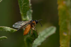 Athalia cordata