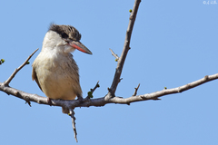 Halcyon chelicuti chelicuti