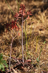 Aloe parvibracteata