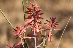 Aloe parvibracteata