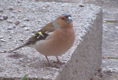 Fringilla coelebs