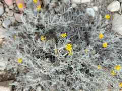 Thymophylla setifolia greggii