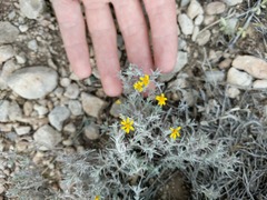 Thymophylla setifolia greggii