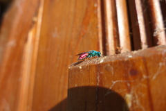 Chrysis terminata