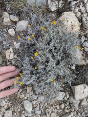 Thymophylla setifolia greggii