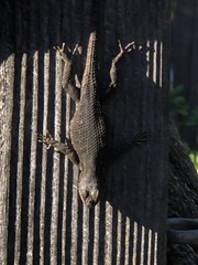 Sceloporus occidentalis