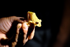 Pristimantis labiosus