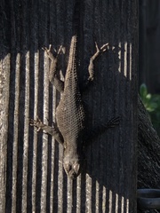 Sceloporus occidentalis