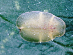 Lichtensia viburni