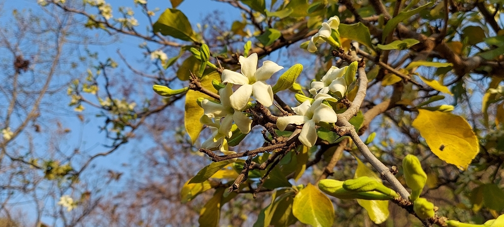 Ceriscoides