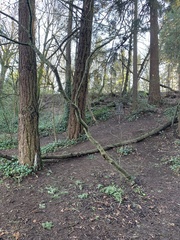 Acer circinatum