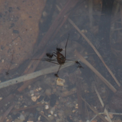 Metrocoris lituratus