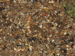 Caridina cantonensis