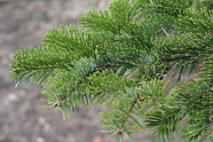 Abies alba
