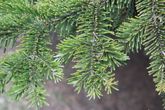 Abies alba