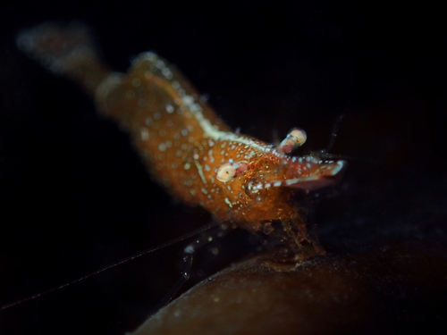 Chamaeleon Prawn, photo 5 of 9