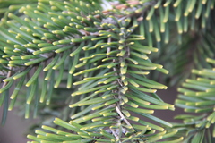 Abies alba