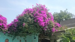 Bougainvillea