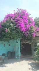 Bougainvillea