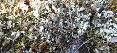 Cladonia convoluta