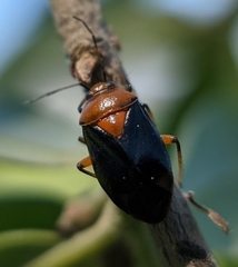 Neocapsus