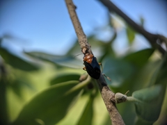 Neocapsus