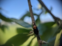 Neocapsus