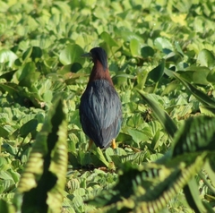 Butorides virescens image