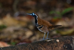 Myrmoderus ferrugineus