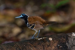 Myrmoderus ferrugineus