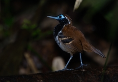 Myrmoderus ferrugineus
