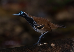 Myrmoderus ferrugineus