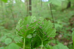 Aceria pseudoplatani