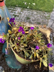 Aubrieta deltoidea